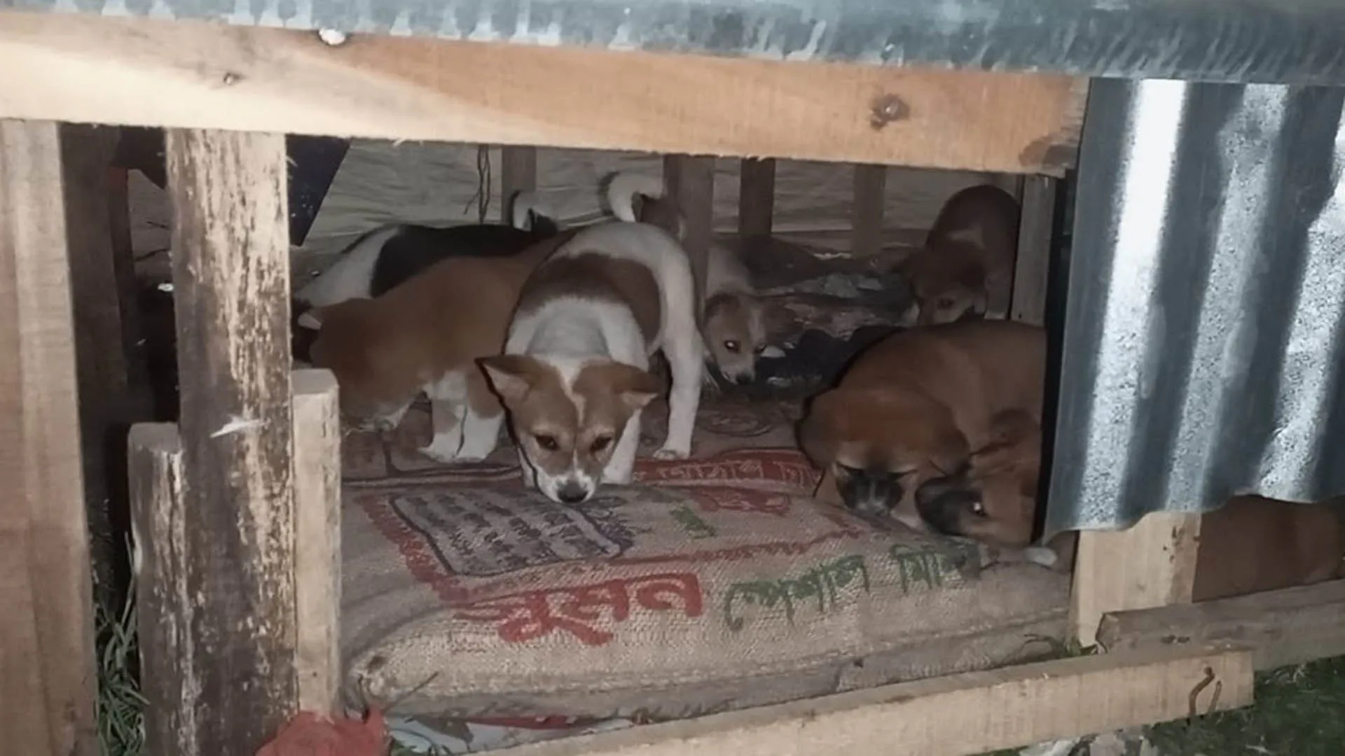 অ্যানিমেল লাভারস অব পটুয়াখালীর উদ্যোগ পথকুকুরের জন্য উষ্ণতার ছোঁয়া